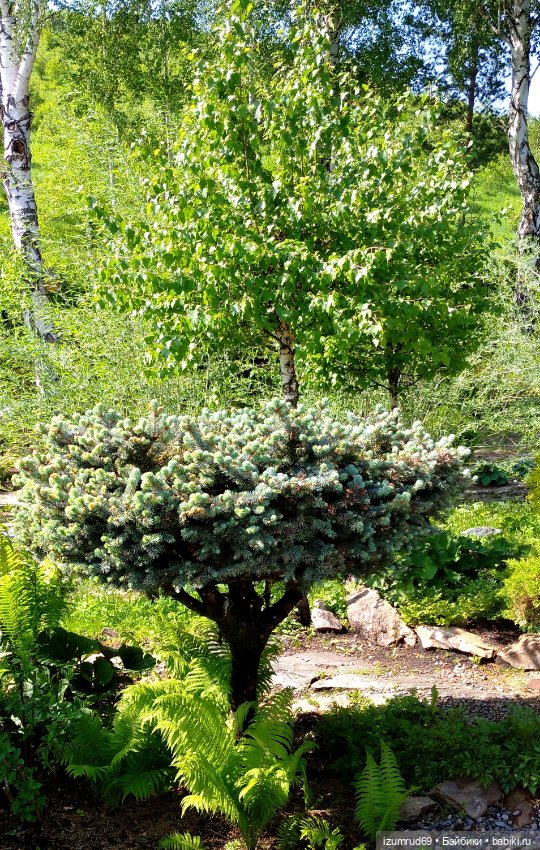 Волшебный Алтай. Часть 3 — Туризм и путешествия: фотоотчеты из поездок (фото 5)