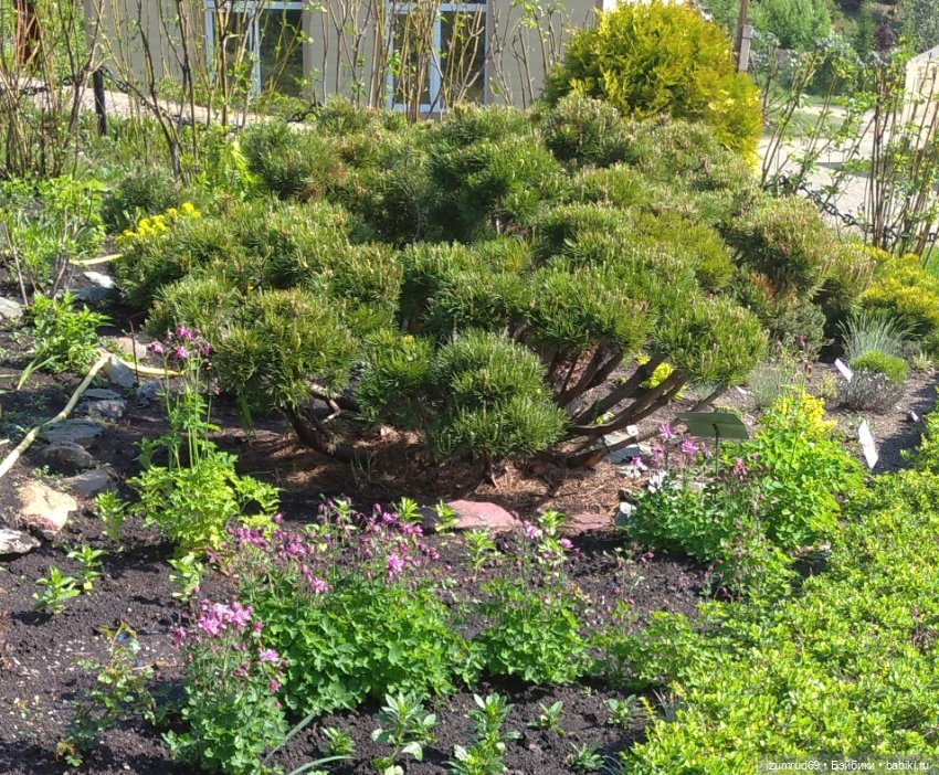 Волшебный Алтай. Часть 3 — Туризм и путешествия: фотоотчеты из поездок (фото 3)