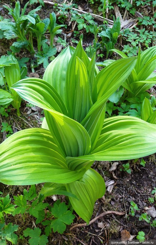 Волшебный Алтай. Часть 2 — Туризм и путешествия: фотоотчеты из поездок