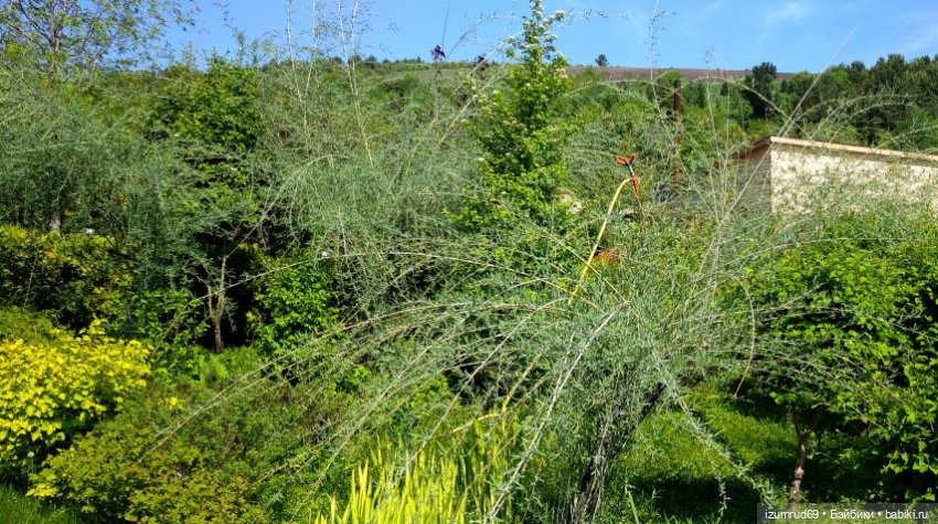 Волшебный Алтай. Часть 3 — Туризм и путешествия: фотоотчеты из поездок