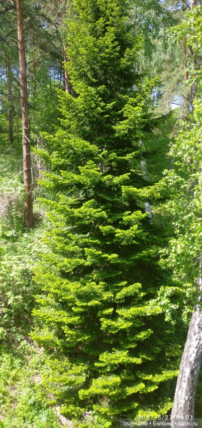 Волшебный Алтай. Часть 4 — Туризм и путешествия: фотоотчеты из поездок