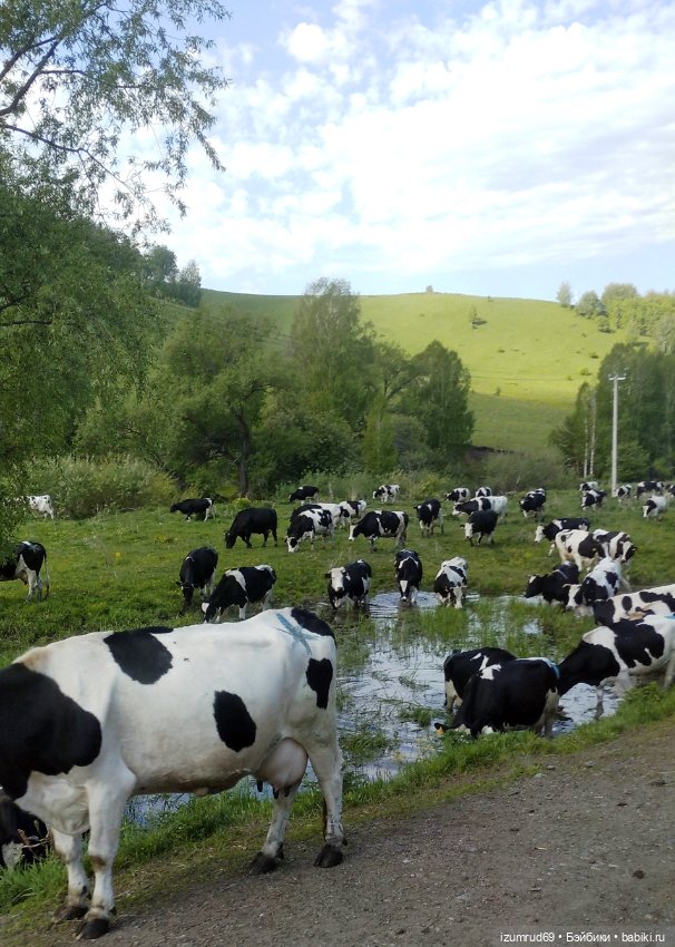 Волшебный Алтай. Часть 4 — Туризм и путешествия: фотоотчеты из поездок (фото 5)