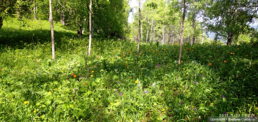 Волшебный Алтай. Часть 4 — Туризм и путешествия: фотоотчеты из поездок
