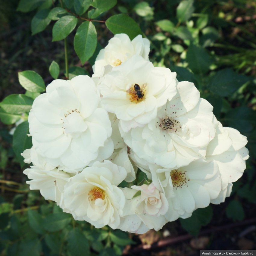 Зайка тедди — Авторские мишки Тедди и друзья: фото (фото 6)