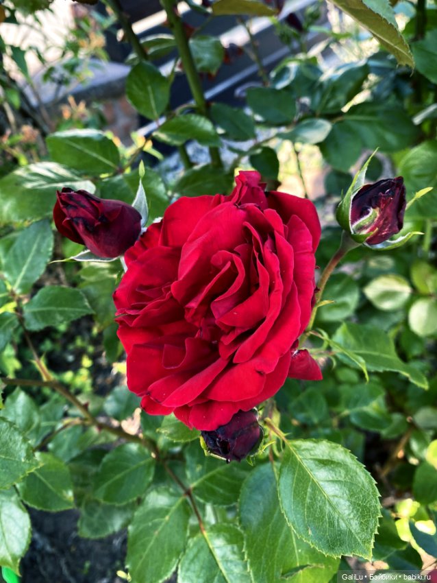 Лето, сад, цветы — Болталка и разговоры обо всем: жизнь (фото 6)