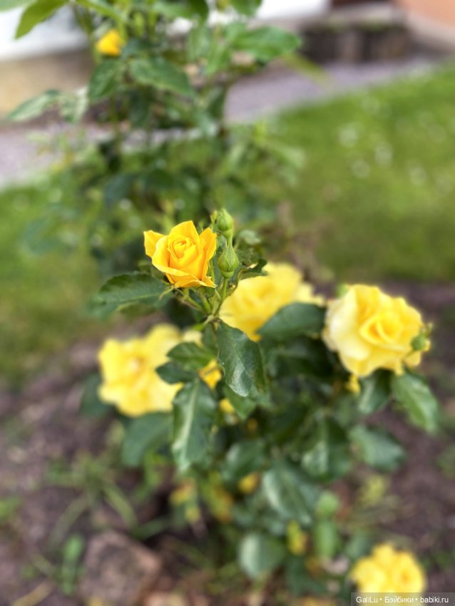 Лето, сад, цветы — Болталка и разговоры обо всем: жизнь (фото 3)