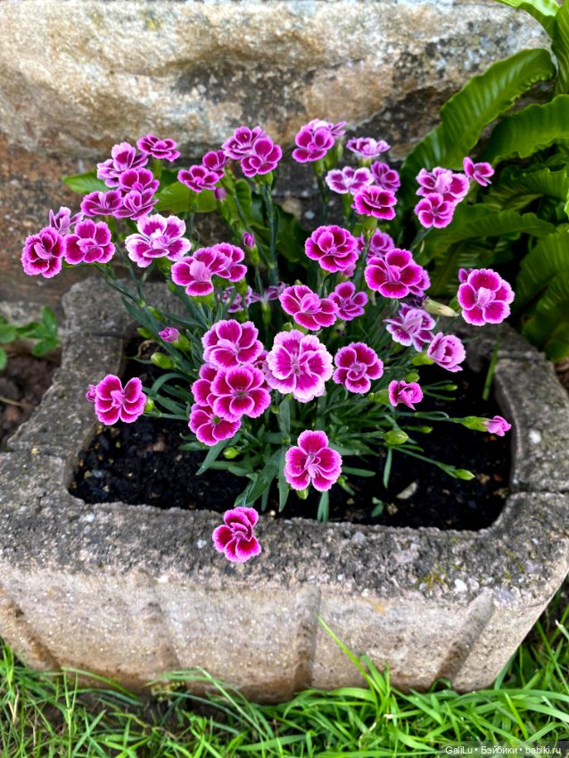 Лето, сад, цветы — Болталка и разговоры обо всем: жизнь