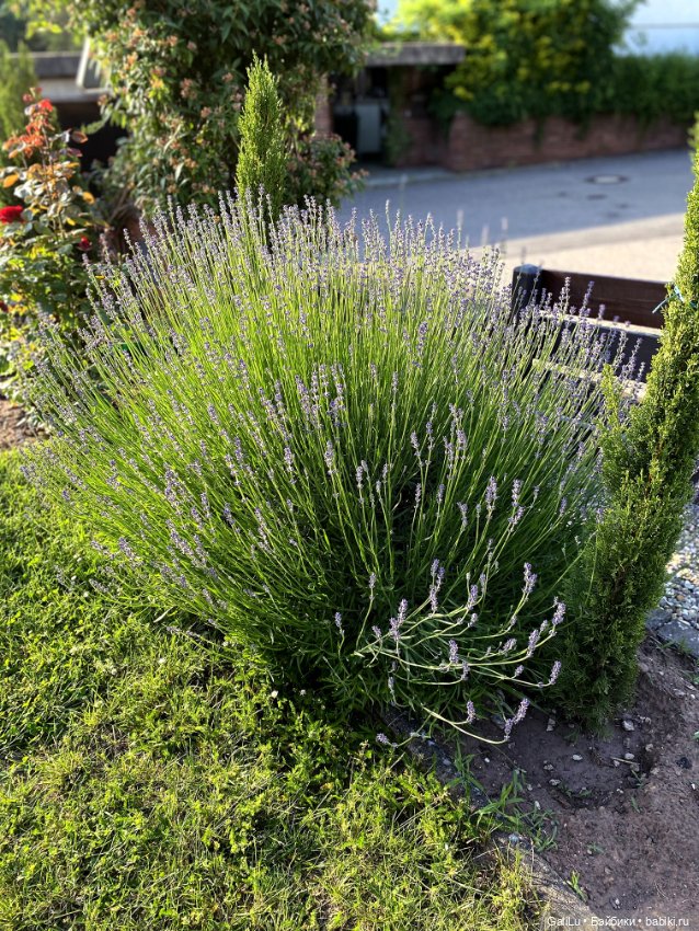 Лето, сад, цветы — Болталка и разговоры обо всем: жизнь