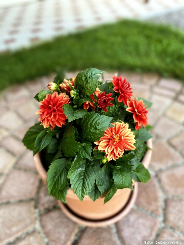 Лето, сад, цветы — Болталка и разговоры обо всем: жизнь