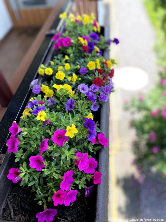 Лето, сад, цветы — Болталка и разговоры обо всем: жизнь