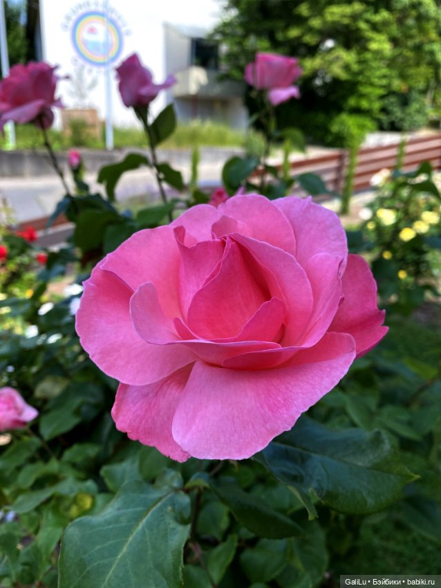 Лето, сад, цветы — Болталка и разговоры обо всем: жизнь (фото 9)