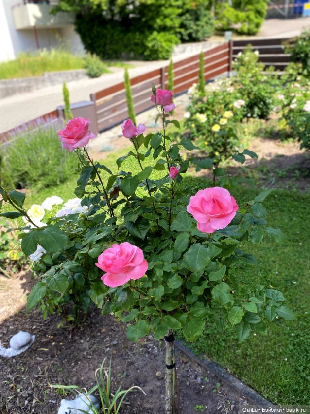 Лето, сад, цветы — Болталка и разговоры обо всем: жизнь (фото 10)