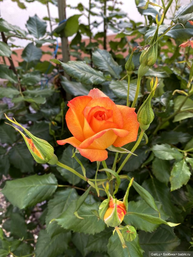 Лето, сад, цветы — Болталка и разговоры обо всем: жизнь (фото 5)