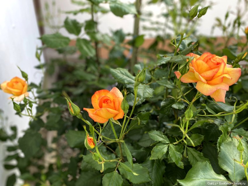 Лето, сад, цветы — Болталка и разговоры обо всем: жизнь (фото 7)