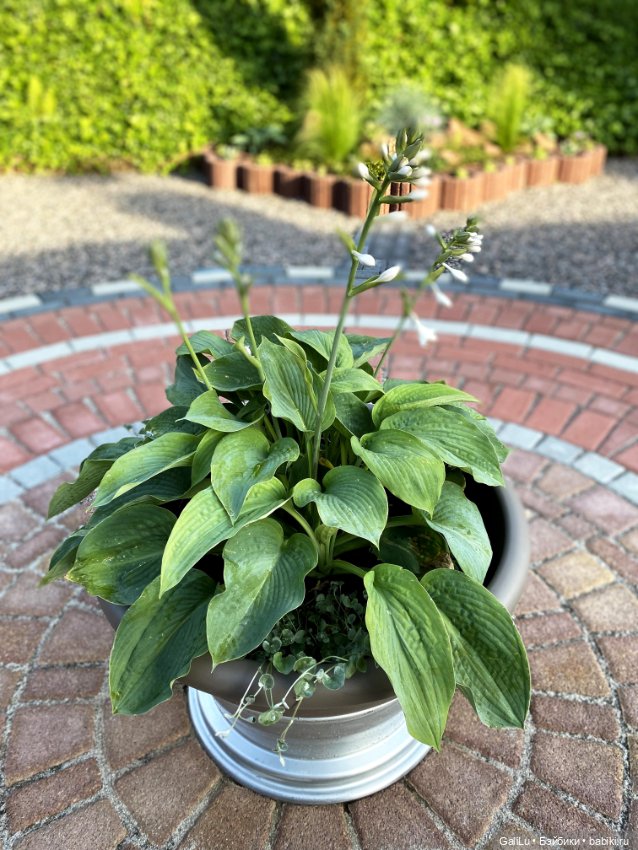 Лето, сад, цветы — Болталка и разговоры обо всем: жизнь