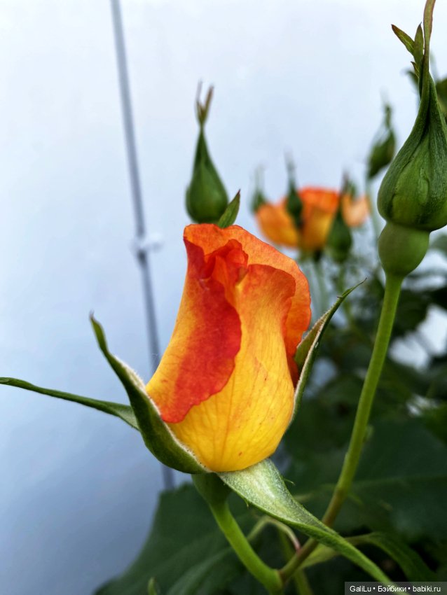 Лето, сад, цветы — Болталка и разговоры обо всем: жизнь (фото 8)