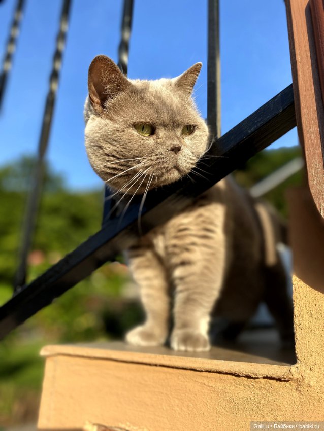 Лето, сад, цветы — Болталка и разговоры обо всем: жизнь