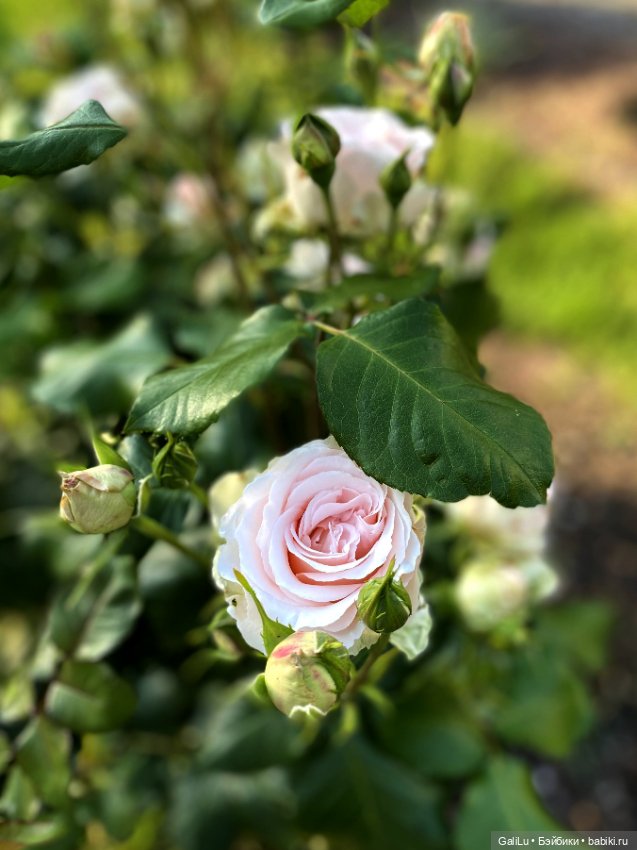 Лето, сад, цветы — Болталка и разговоры обо всем: жизнь (фото 2)