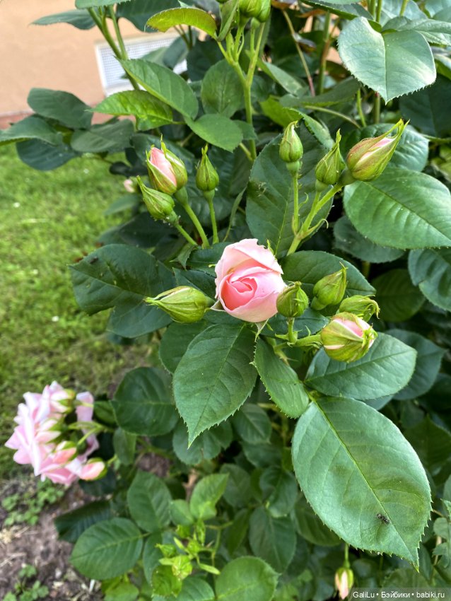 Лето, сад, цветы — Болталка и разговоры обо всем: жизнь (фото 4)