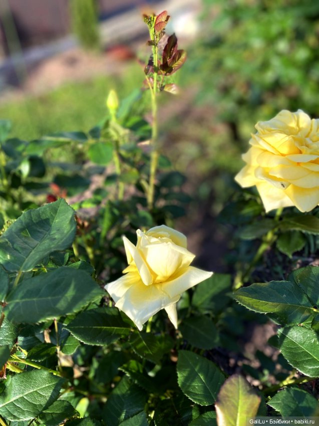 Лето, сад, цветы — Болталка и разговоры обо всем: жизнь