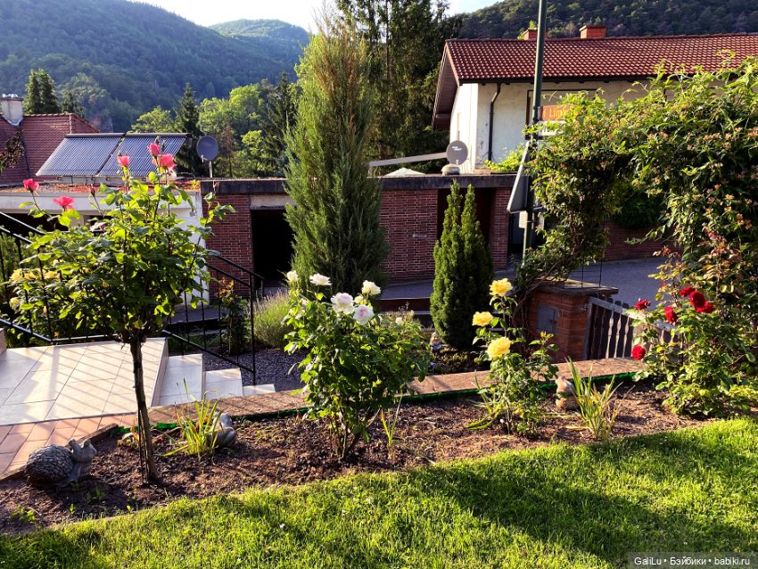 Лето, сад, цветы — Болталка и разговоры обо всем: жизнь