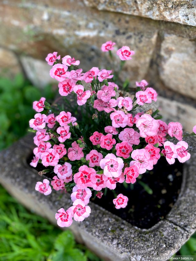 Лето, сад, цветы — Болталка и разговоры обо всем: жизнь