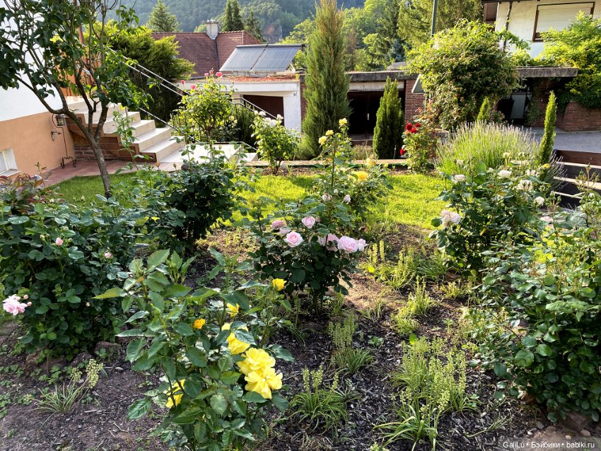 Лето, сад, цветы — Болталка и разговоры обо всем: жизнь