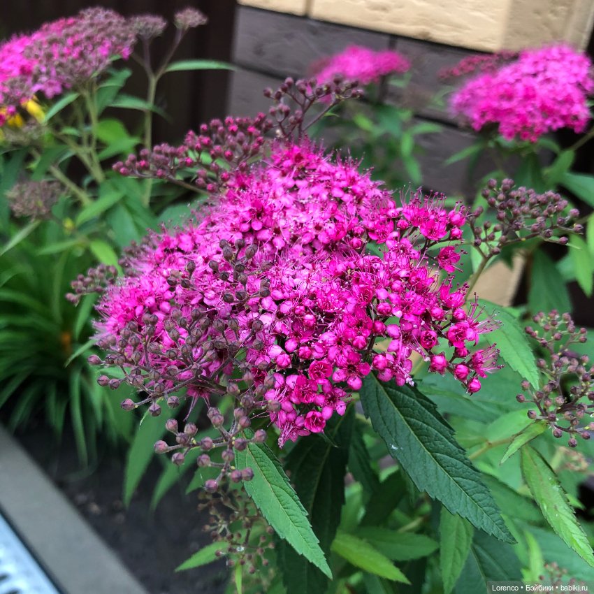 Дождливый день — Болталка и разговоры обо всем: жизнь (фото 3)