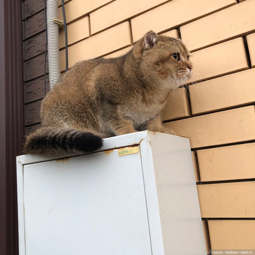 Дождливый день — Болталка и разговоры обо всем: жизнь (фото 9)