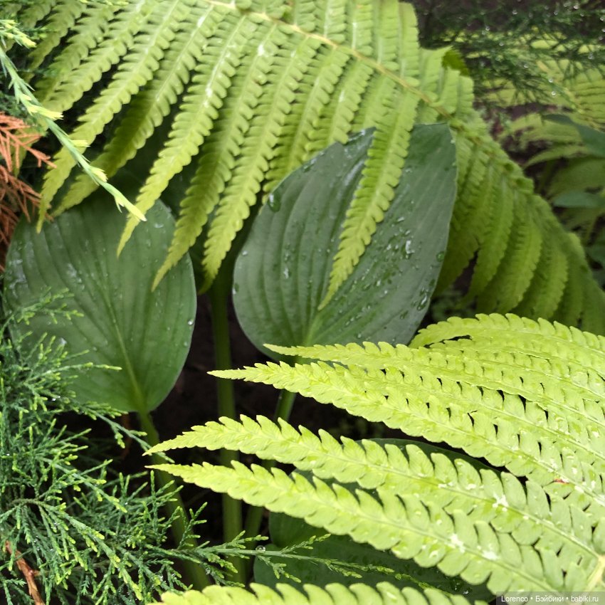 Дождливый день — Болталка и разговоры обо всем: жизнь (фото 7)