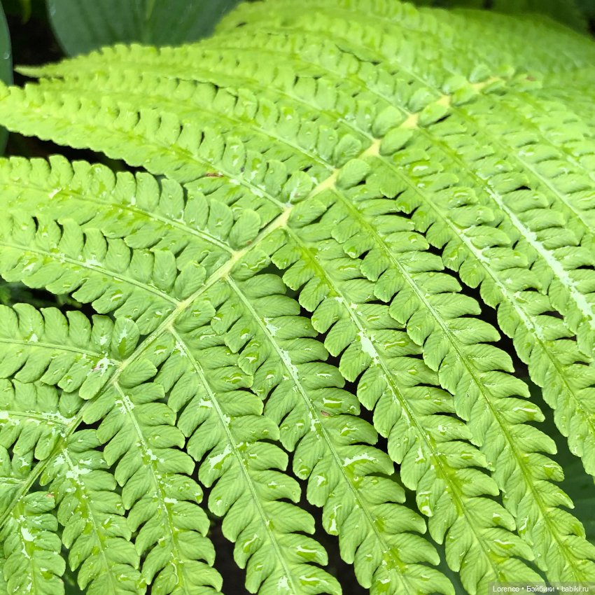 Дождливый день — Болталка и разговоры обо всем: жизнь (фото 6)