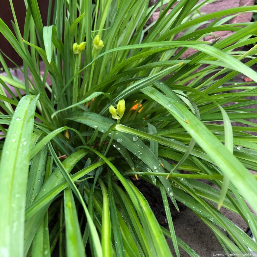 Дождливый день — Болталка и разговоры обо всем: жизнь (фото 5)