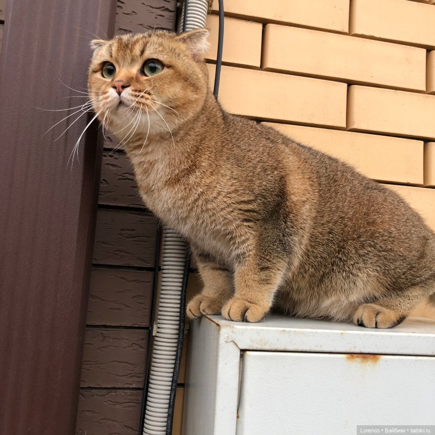 Дождливый день — Болталка и разговоры обо всем: жизнь (фото 10)