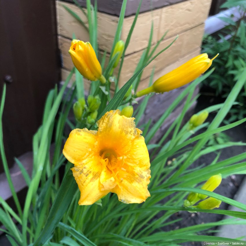 Дождливый день — Болталка и разговоры обо всем: жизнь (фото 4)