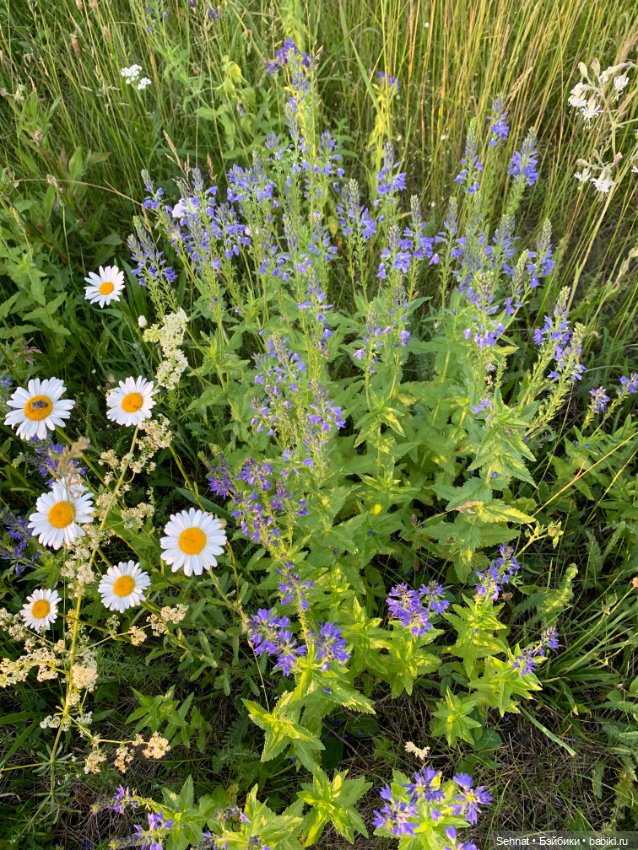 Мне нравится июньское меню (фото 9)