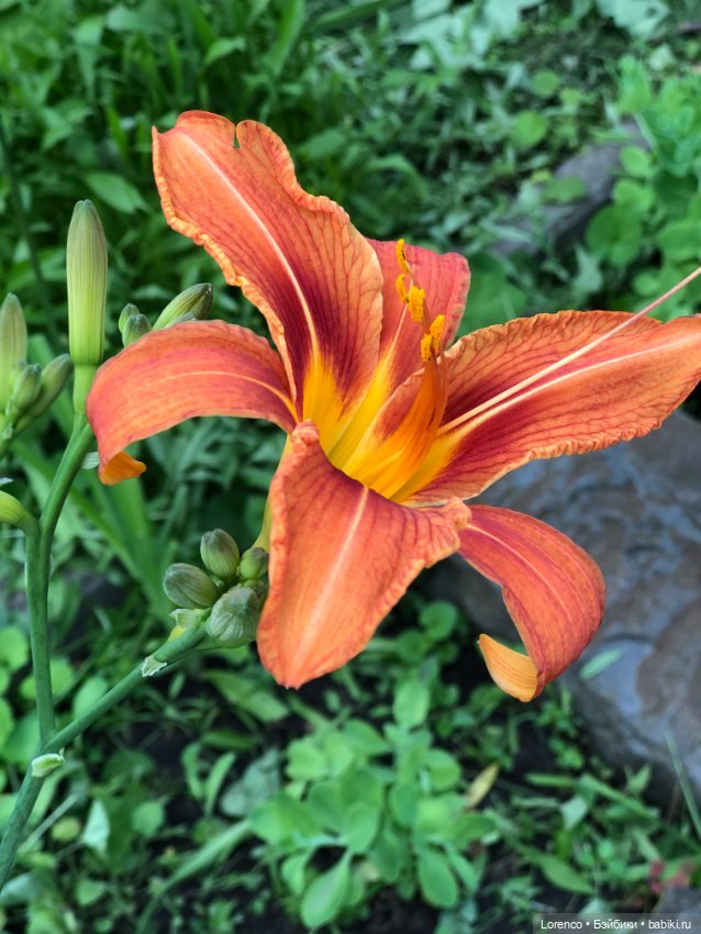 Летний спам — Болталка и разговоры обо всем: жизнь (фото 8)