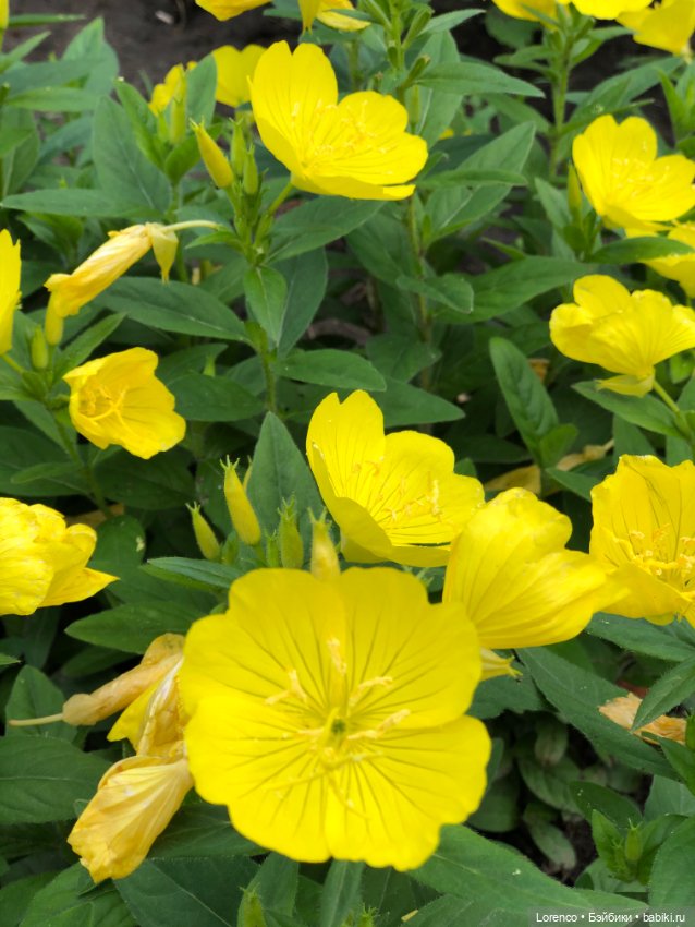 Летний спам — Болталка и разговоры обо всем: жизнь (фото 10)