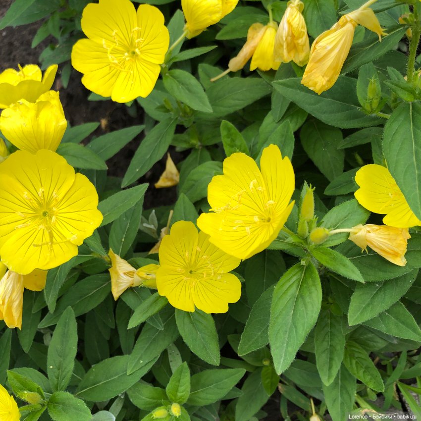 Летний спам — Болталка и разговоры обо всем: жизнь