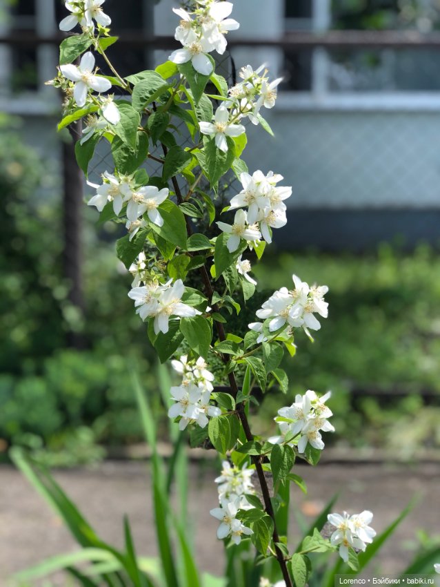 Летний спам — Болталка и разговоры обо всем: жизнь