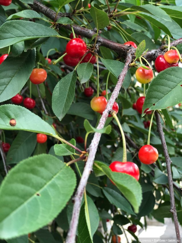 Летний спам — Болталка и разговоры обо всем: жизнь