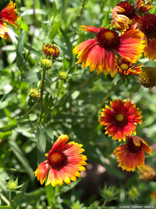 Летний спам — Болталка и разговоры обо всем: жизнь