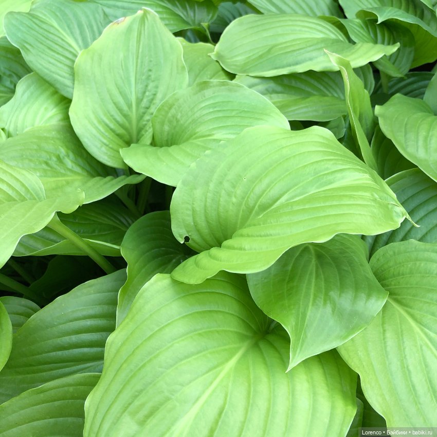 Летний спам — Болталка и разговоры обо всем: жизнь (фото 3)