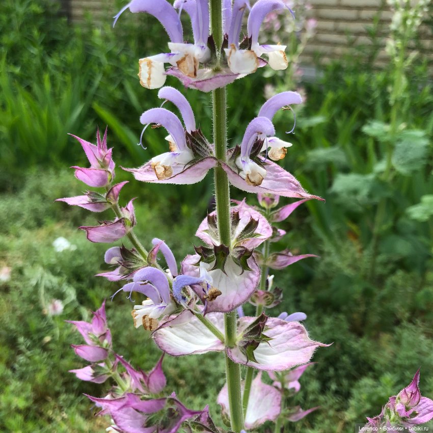 Летний спам — Болталка и разговоры обо всем: жизнь