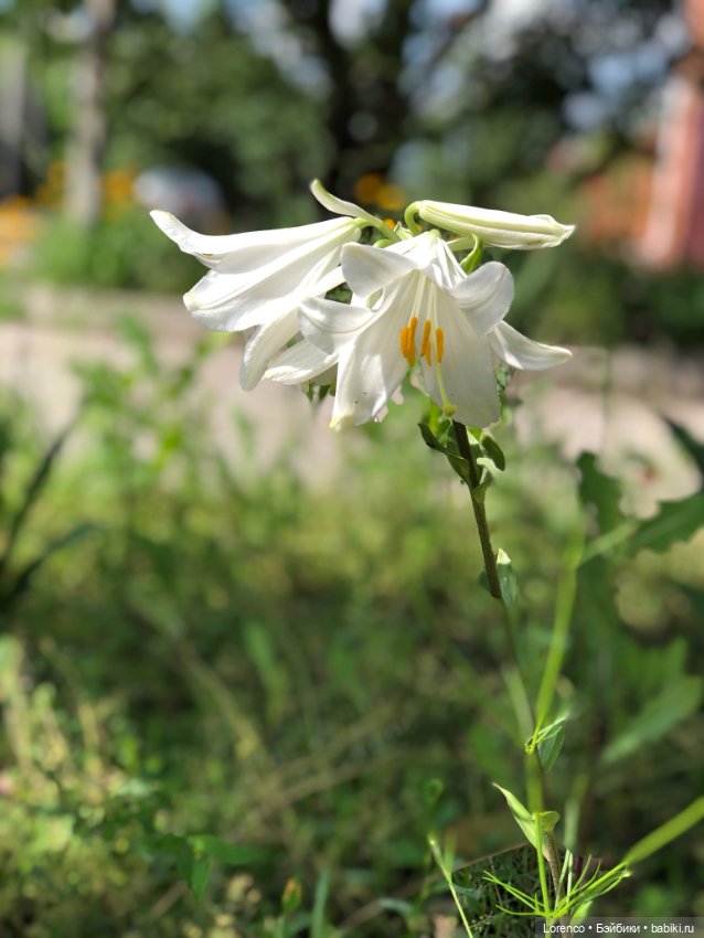 Летний спам — Болталка и разговоры обо всем: жизнь