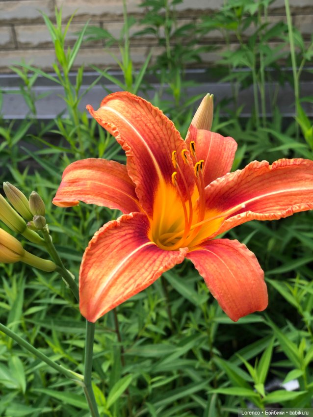 Летний спам — Болталка и разговоры обо всем: жизнь