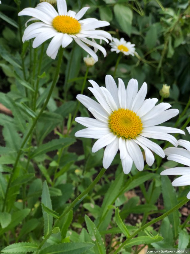 Летний спам — Болталка и разговоры обо всем: жизнь (фото 5)