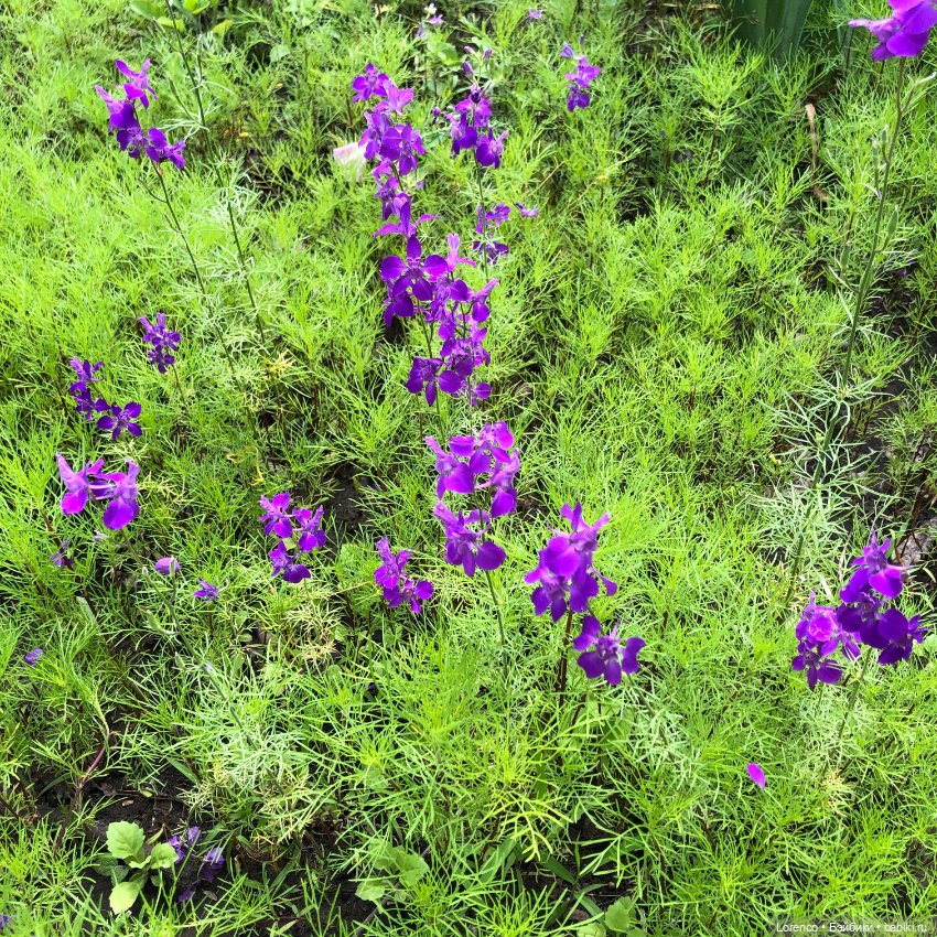 Летний спам — Болталка и разговоры обо всем: жизнь