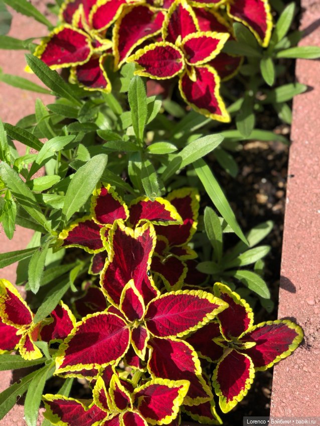 Летний спам — Болталка и разговоры обо всем: жизнь