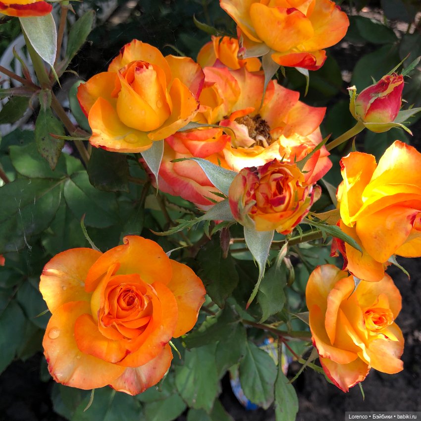 Летний спам — Болталка и разговоры обо всем: жизнь