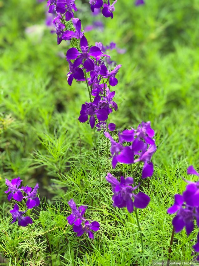 Летний спам — Болталка и разговоры обо всем: жизнь